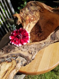 1.1_08_chamaeleon_11